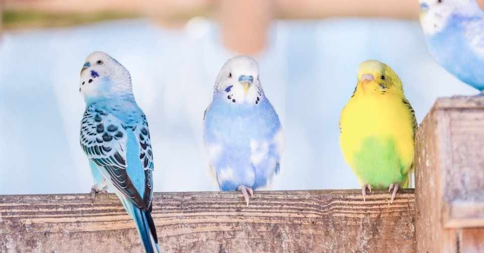 1 インコとストレス わかちーな ポンコツ 成長途中 Note