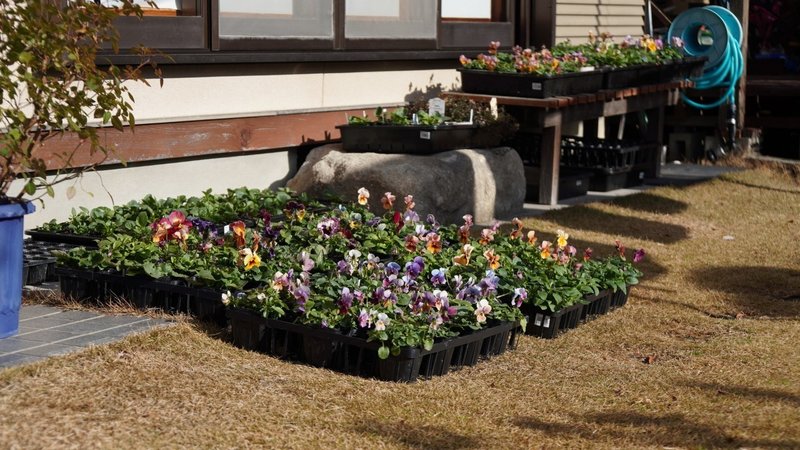 パンジーとビオラの育苗 ビオラを地植えしたよ ゆかこ Note パンジーとビオラの育苗 ビオラを地植えしたよ ゆかこ Note