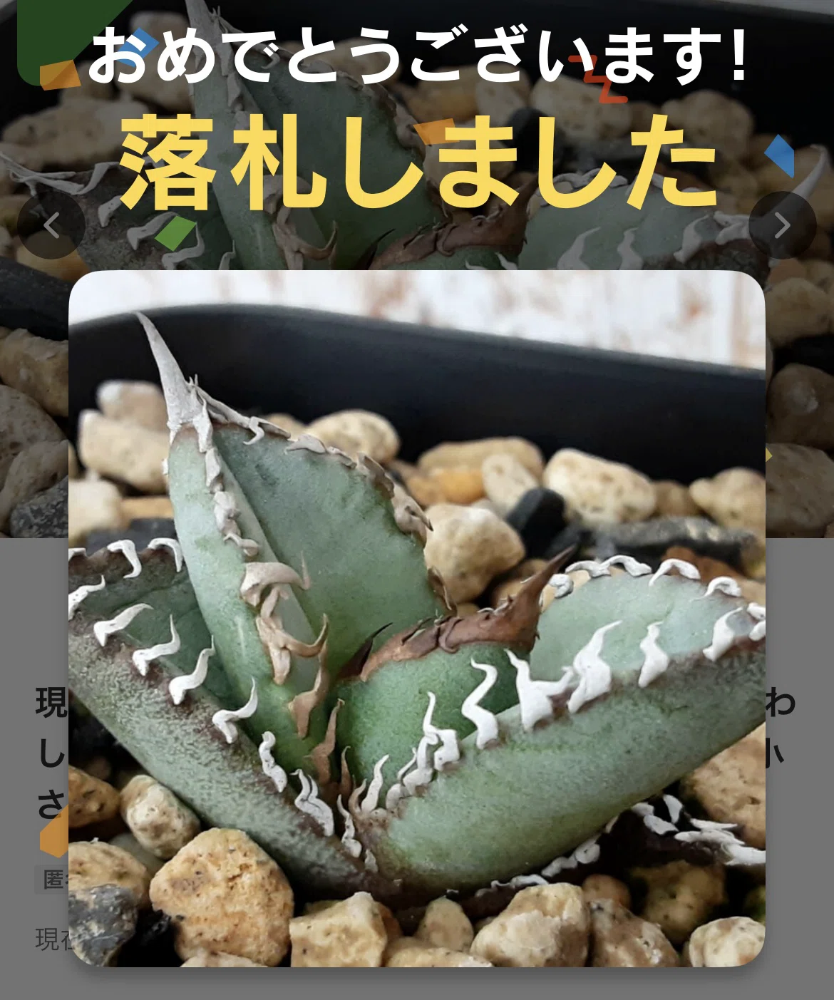 アガベ沼に落ちた話9「日本発ネームド株というロマンを抱いて実生株を