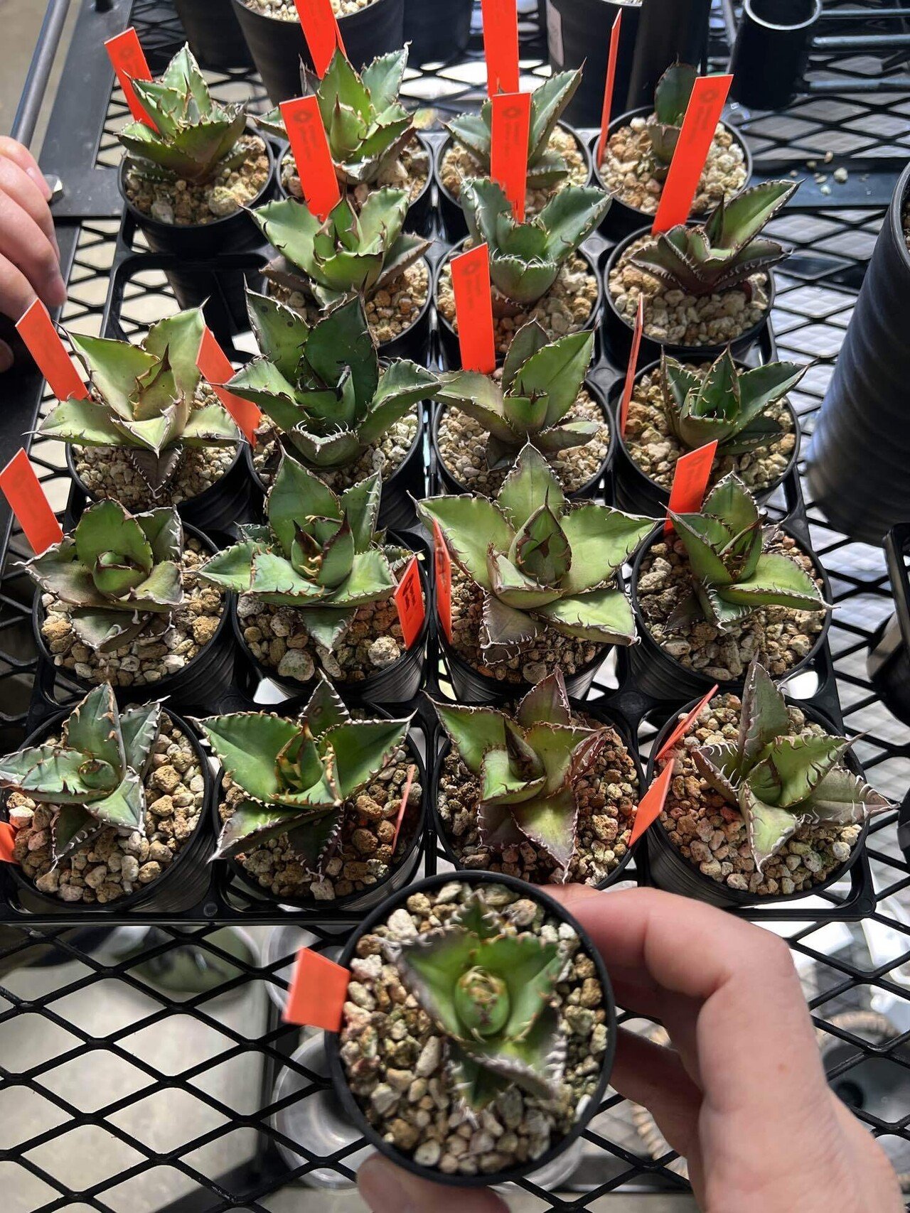 アガベ沼に落ちた話9「日本発ネームド株というロマンを抱いて実生株を