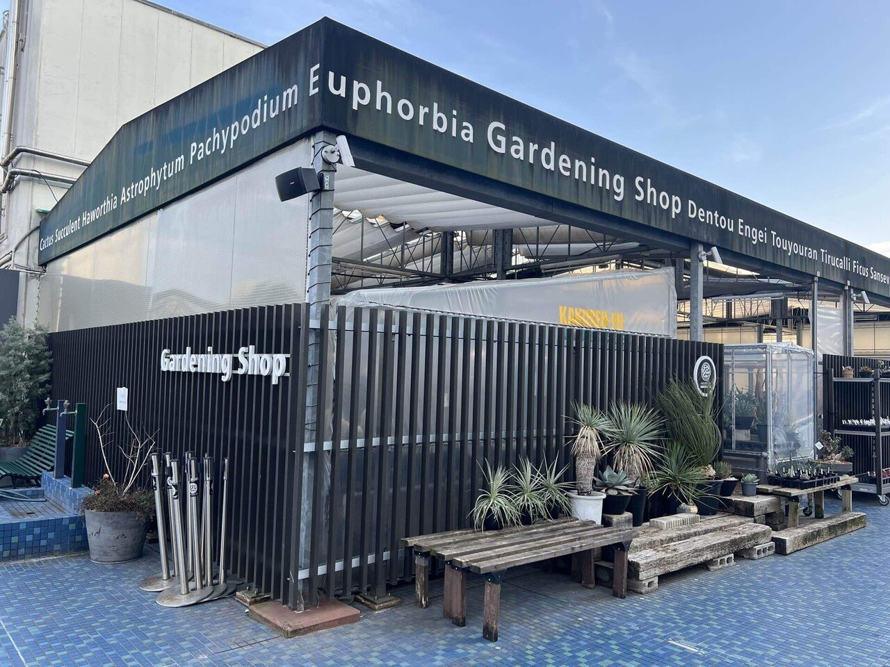 アガベ沼に落ちた話9「日本発ネームド株というロマンを抱いて実生株を