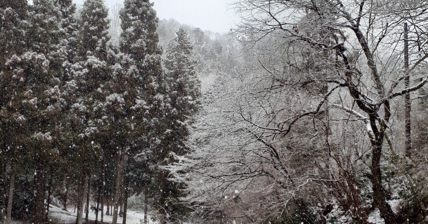 3月の雪、少しだけ積雪｜Nature Factory 東京町田