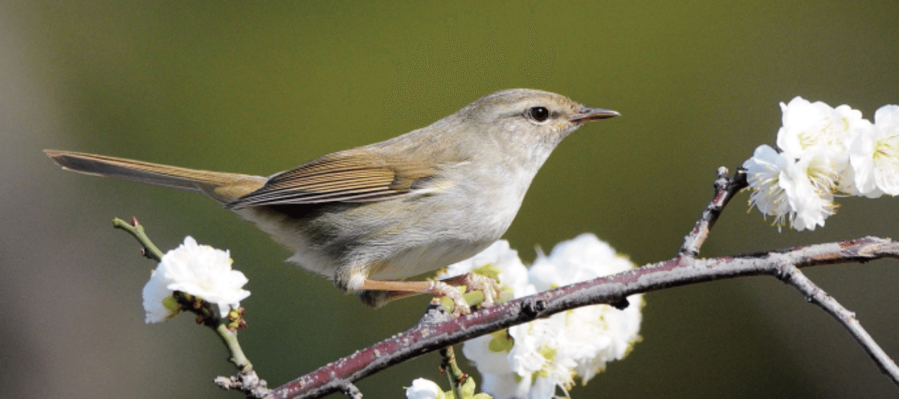 第757回 いろんな角度から見たウグイス(8回目)｜翆野 大地