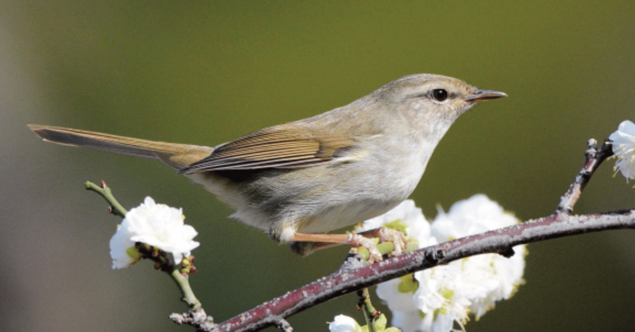 第757回 いろんな角度から見たウグイス(8回目)｜翆野 大地