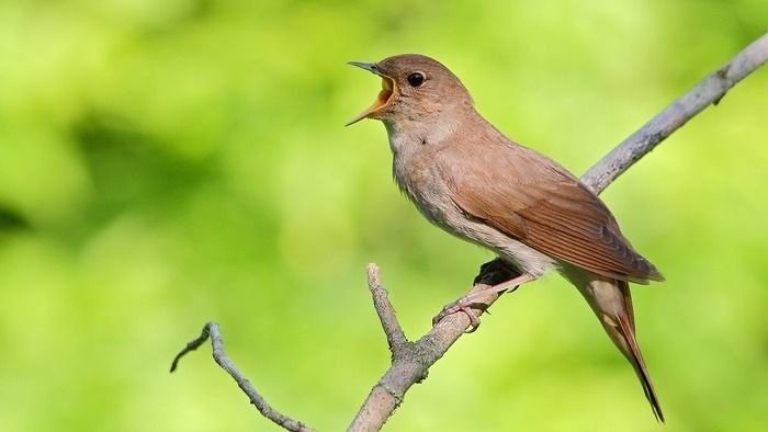 う*す様 うぐいす たのしい万葉集: 鶯(うぐいす)を詠んだ歌