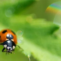 サピックス 新4年生入室・組み分けテスト 2025年3月度 (現3年生)｜そよ