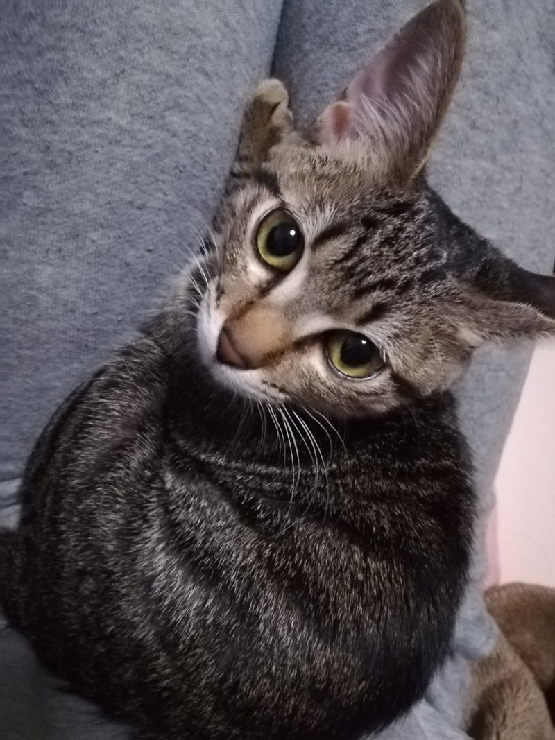みーちゃん0歳7ヶ月 とらねこかんな Note
