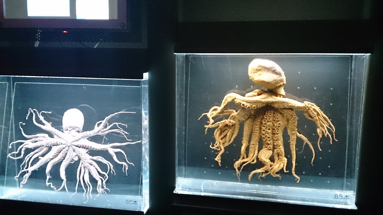 カティアの水族館紀行 鳥羽水族館 カティア Note カティアの水族館紀行 鳥羽水族館 カティア Note