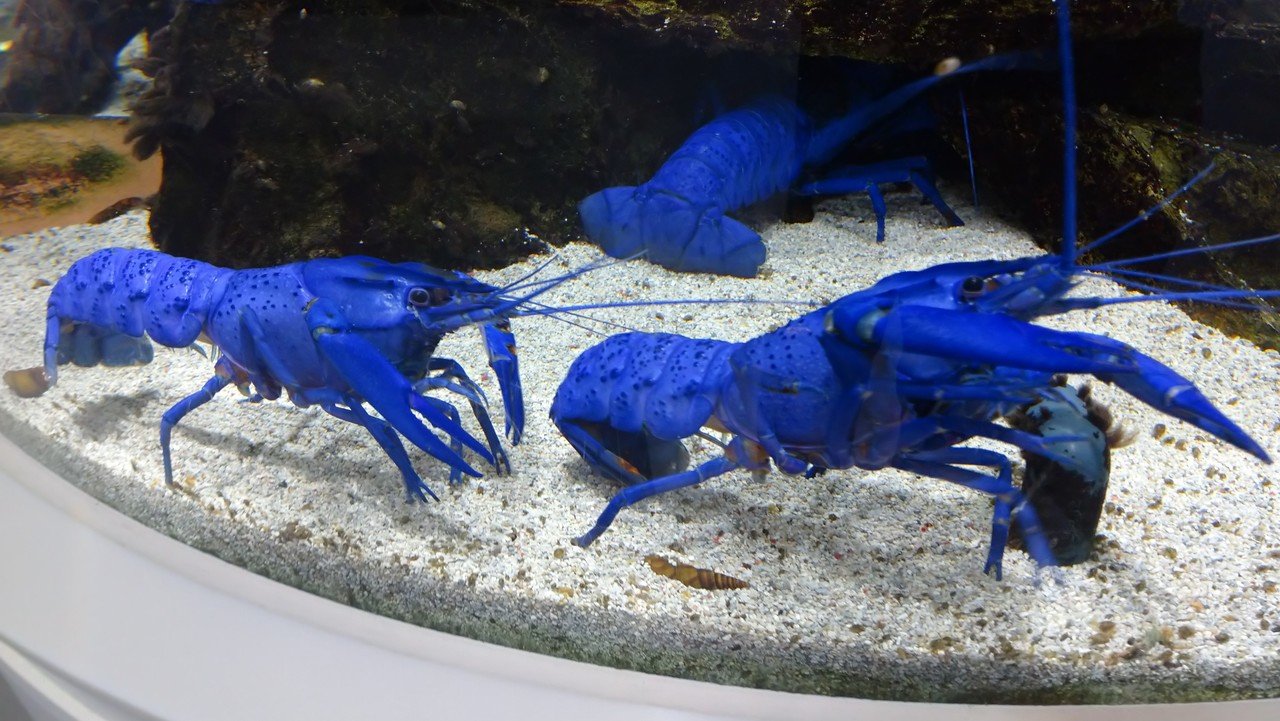 カティアの水族館紀行 鳥羽水族館 カティア Note