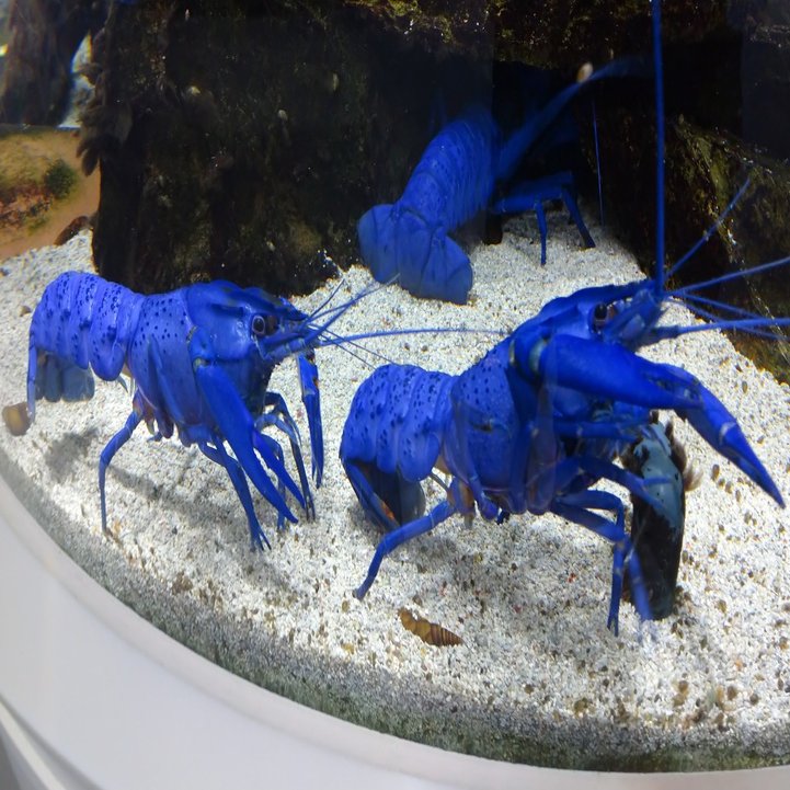 カティアの水族館紀行 鳥羽水族館 カティア Note
