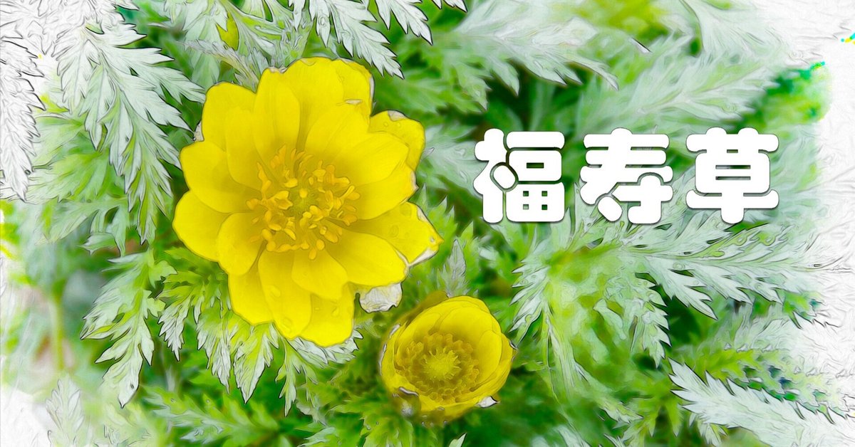 福寿草（水彩画風）｜taka