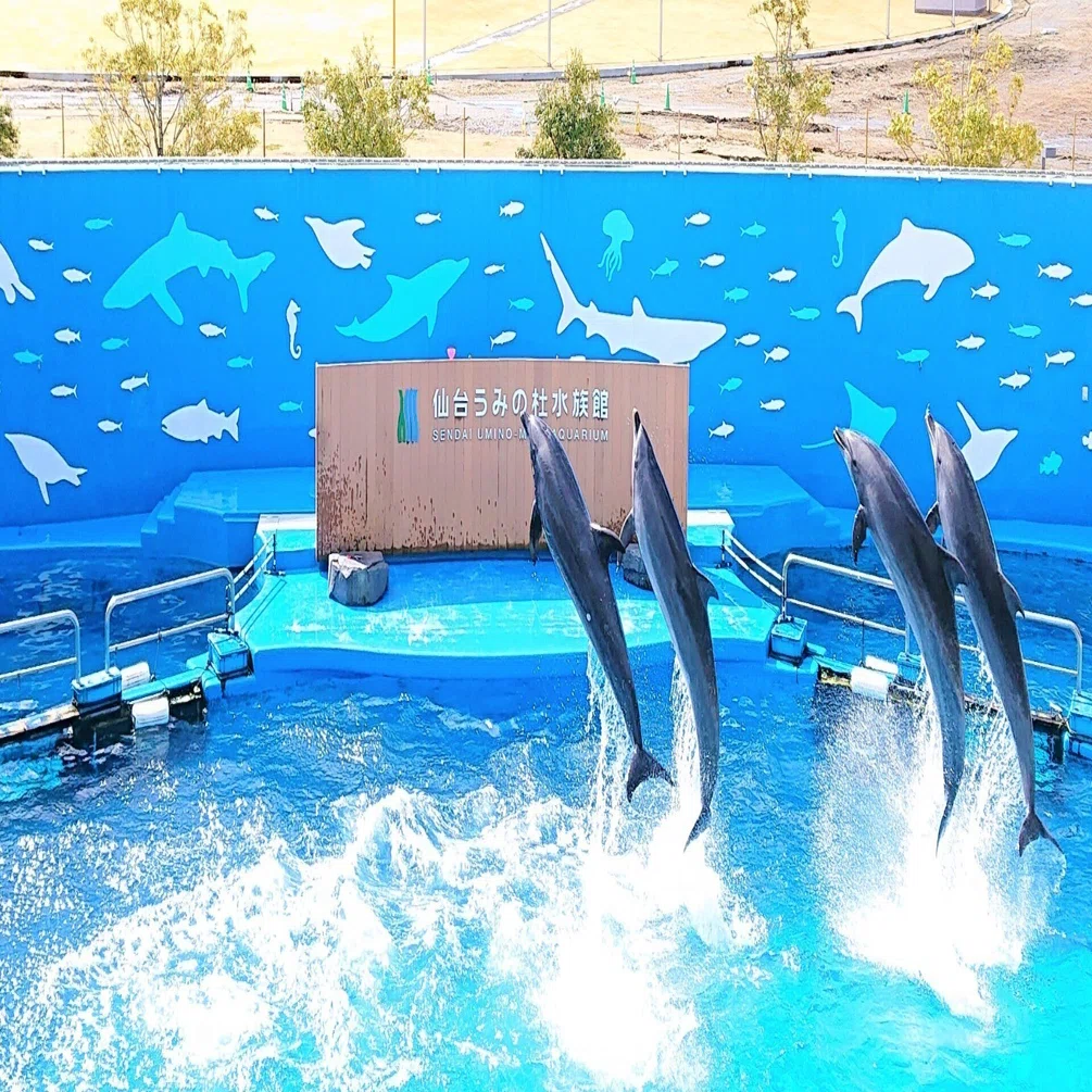 バンドウイルカ妊娠の続報｜仙台うみの杜水族館