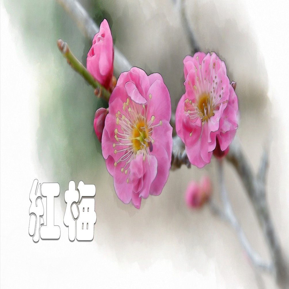 紅梅（水彩画風）｜taka