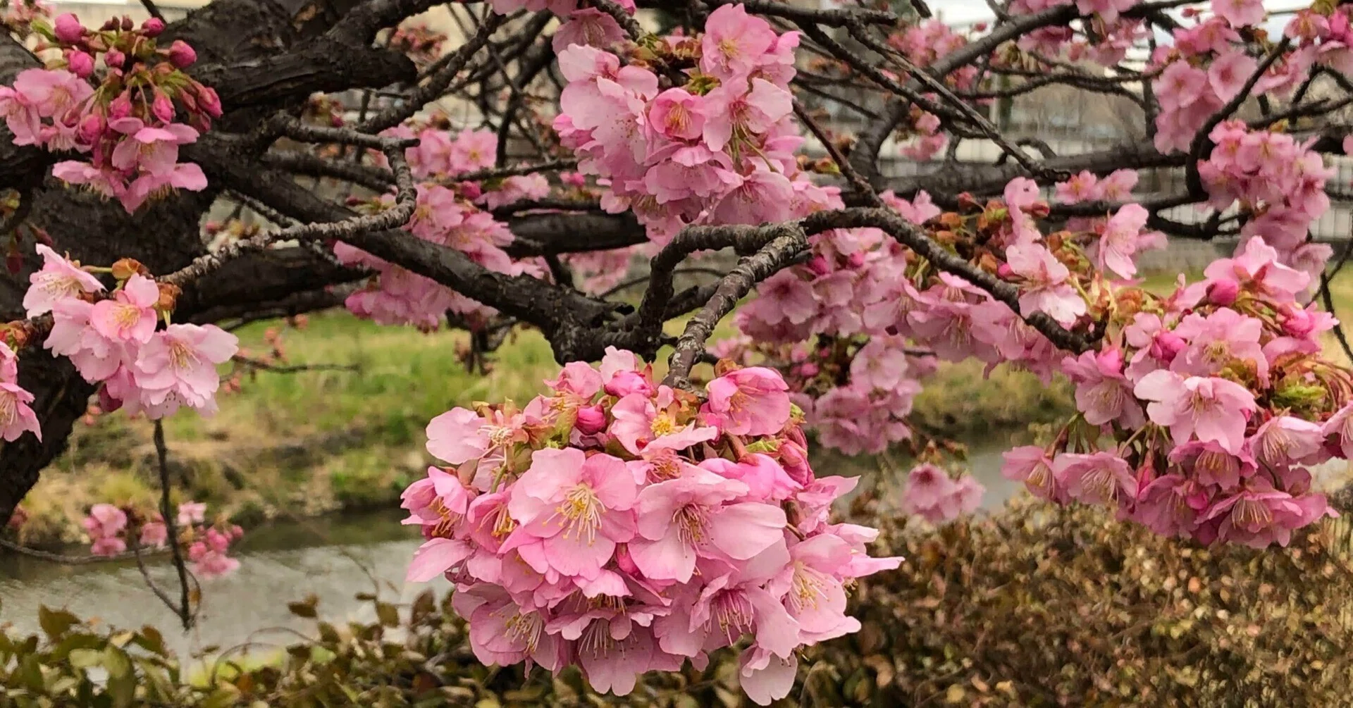 河津桜ドライフラワー　桜ドライフラワー　77 河津桜を見に🌸 菜の花との競演が美しかったです💐 #河津桜