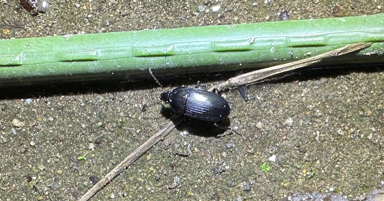 オオトックリゴミムシまとめ｜トモロウ｜note