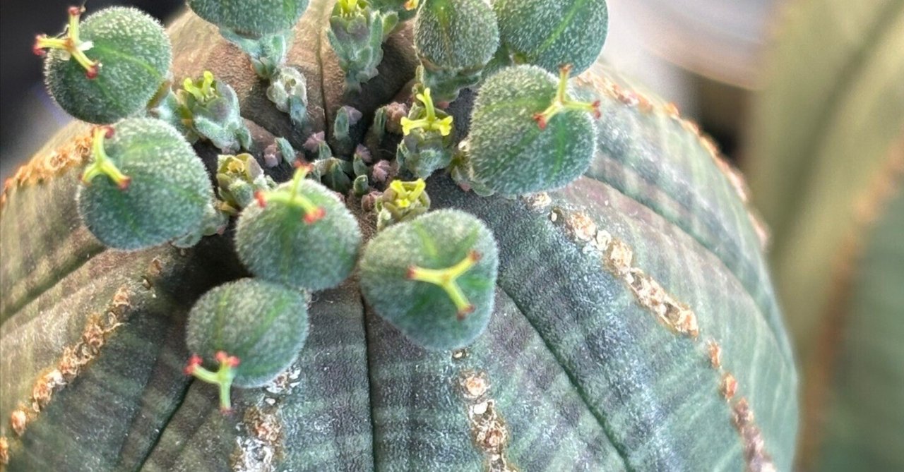 記録]オベサ41の成長記録（自家採取・実生兄弟編）｜園芸バタフライ