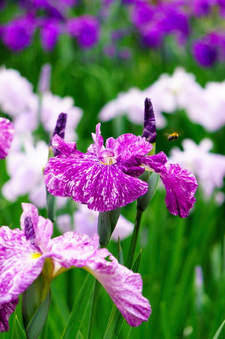 #写真 #花 #花写真 #フォト #ミラーレス #写真好きな人と繋がりたい #ファインダー越しの私の世界 #拡散希望 #ＮＥＸ６ #花菖蒲