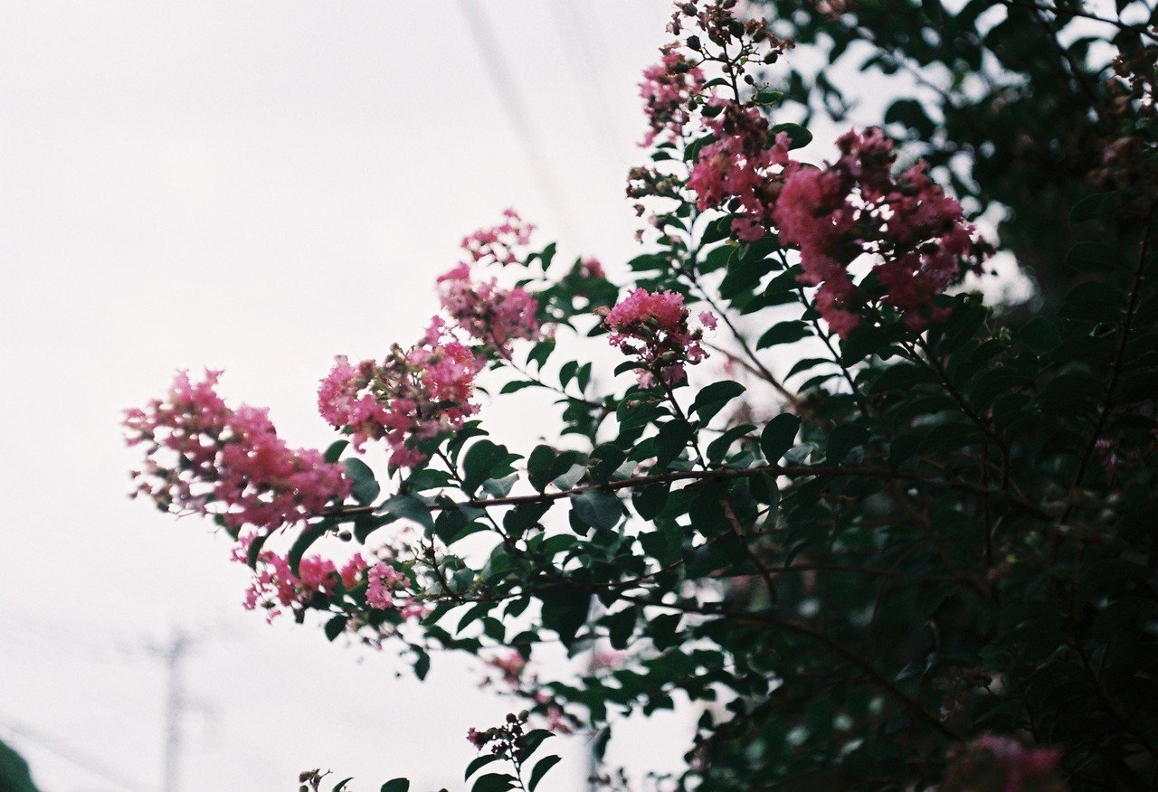 Industar 26M 50mm F2.8- フィルムカメラレビュー｜Hisa Foto