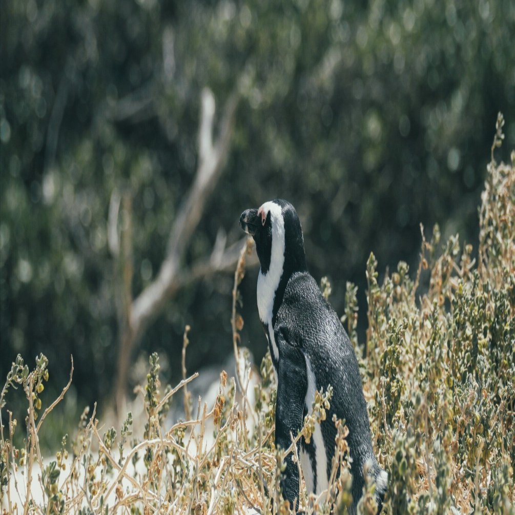 魅力的すぎるけど 【南アフリカ🇿🇦ケープタウン】｜Kodai Sugashima