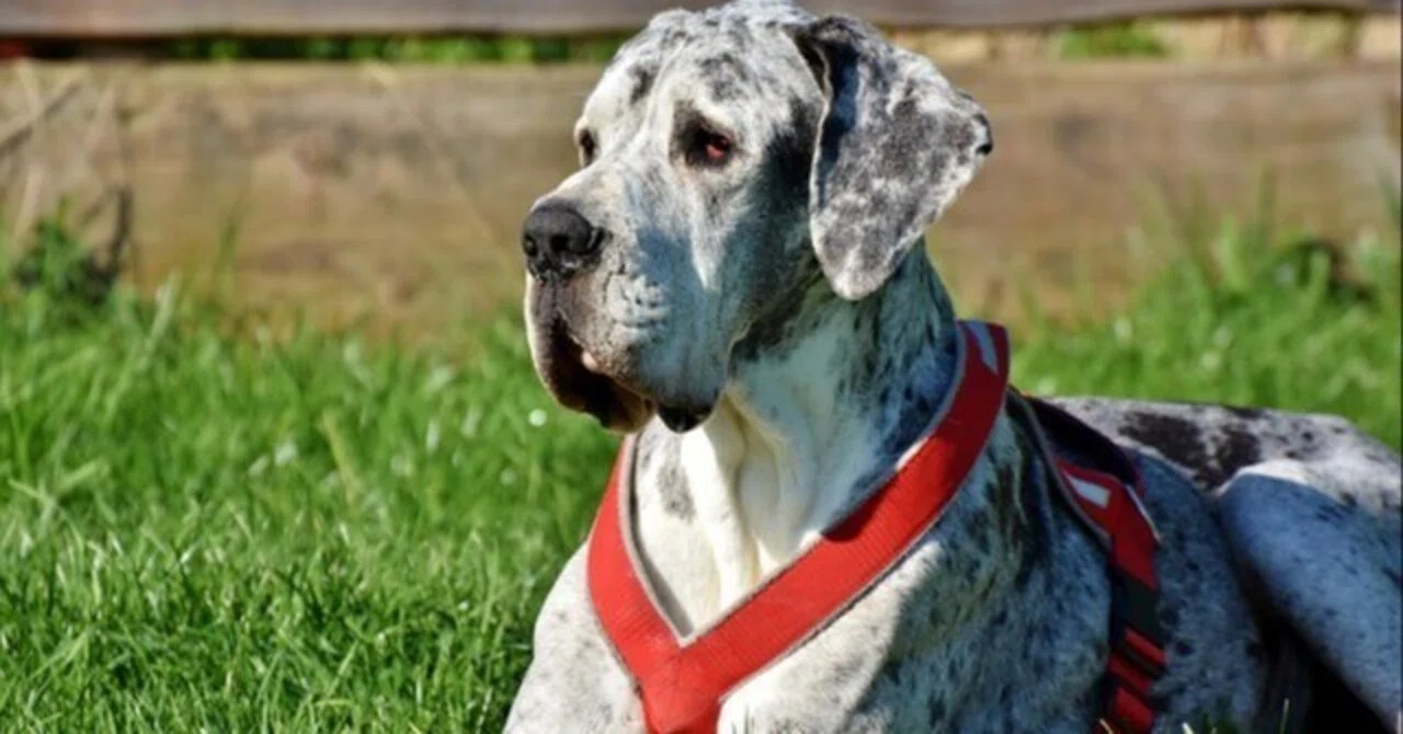 Dog Training Starts with Building a Relationship! The Basics of Ideal ...