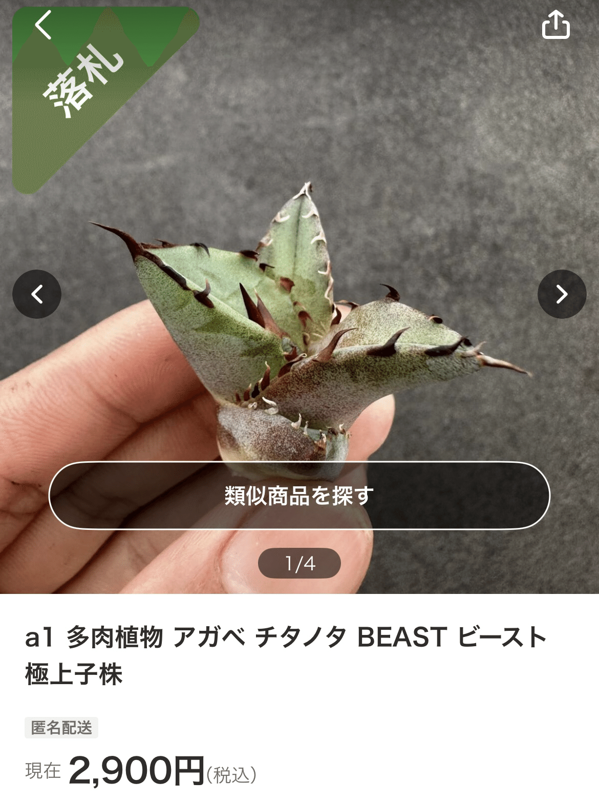 麻花龍 LIZEネームド株 アガベ 高級株（アガベ・チタノタ 純血