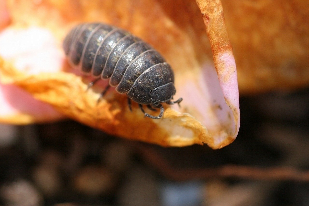 ダンゴムシを飼う まつもと じょう Note