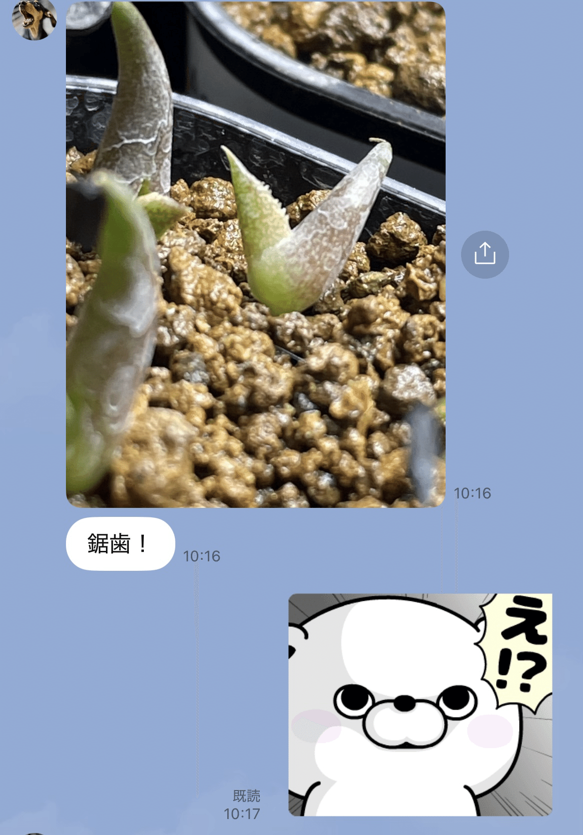 アガベ沼に落ちた話12「我がアガベ全紹介・アガベ沼の住人となりつつ