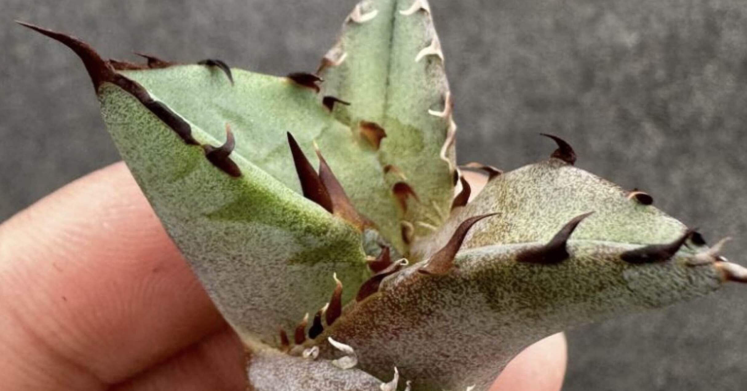 アガベ沼に落ちた話12「我がアガベ全紹介・アガベ沼の住人となりつつ