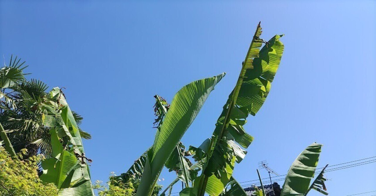 【家庭菜園のススメ】ベランダを綺麗に掃除してみたnote（今月中にニラを育てる始める予定です）！｜IGOcompany『U』