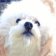 犬のフロリネフ 用量は 個人輸入 通販で困る使い方 フロリネフ Note