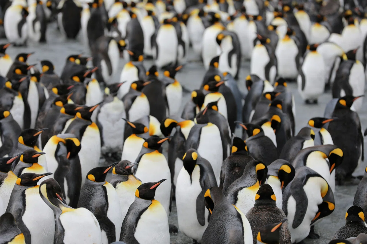 ファースト ペンギン 意味