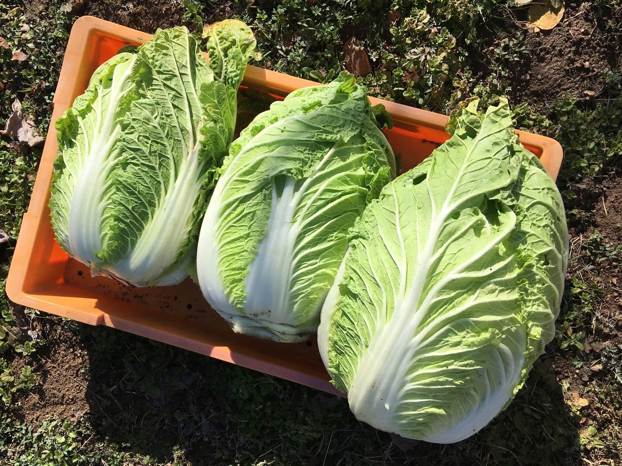 Study4 白菜サラダの美味しい切り方 野菜labo 田野実 温代 Note