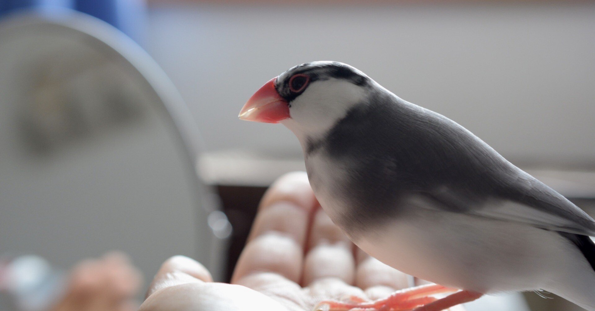 桜文鳥さんのがま口×3♪ f26b5a6f134726173bbc38ff65203e