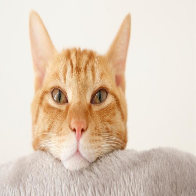 ルイス・ヴァス・デ・カモンイス ウズ・ルジアダス(第一回) 翻訳 山内