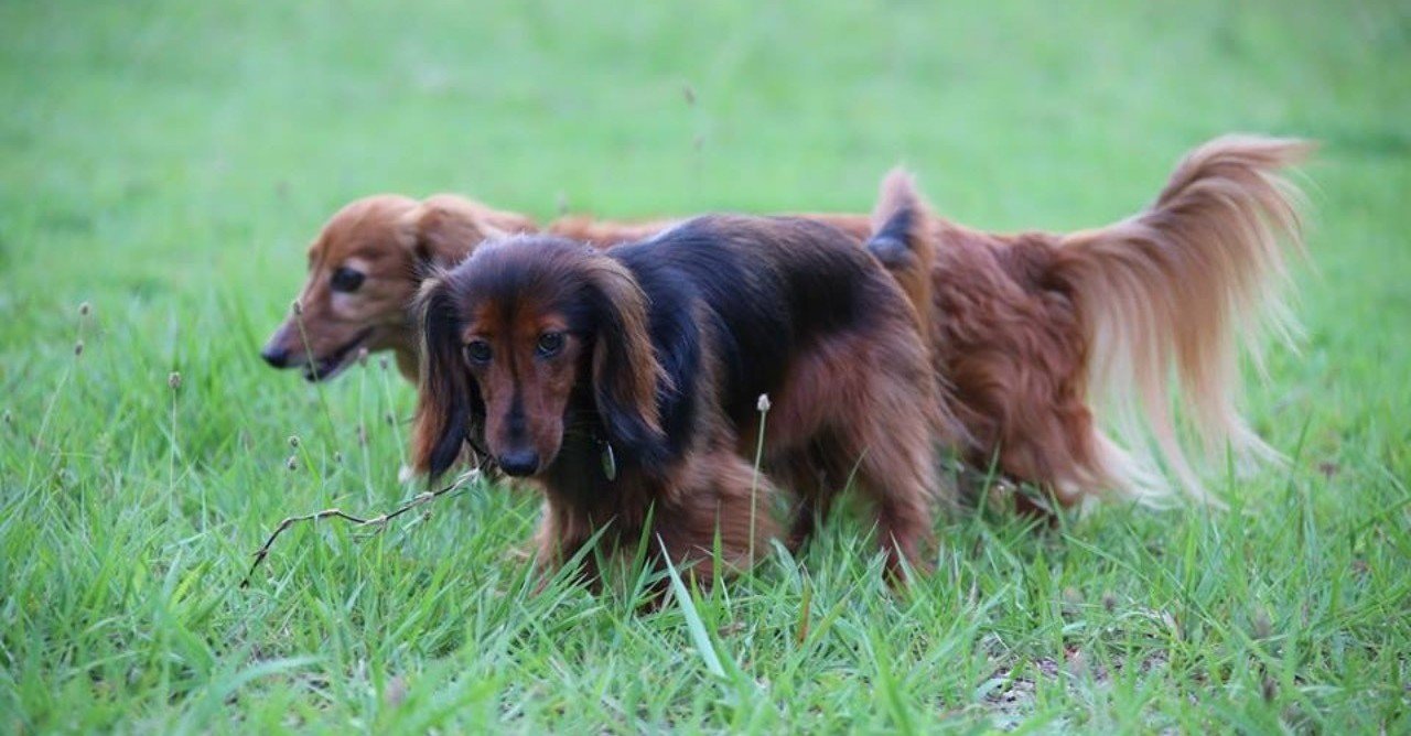 自分の動物と話す 高野 縁 たかのゆかり Note