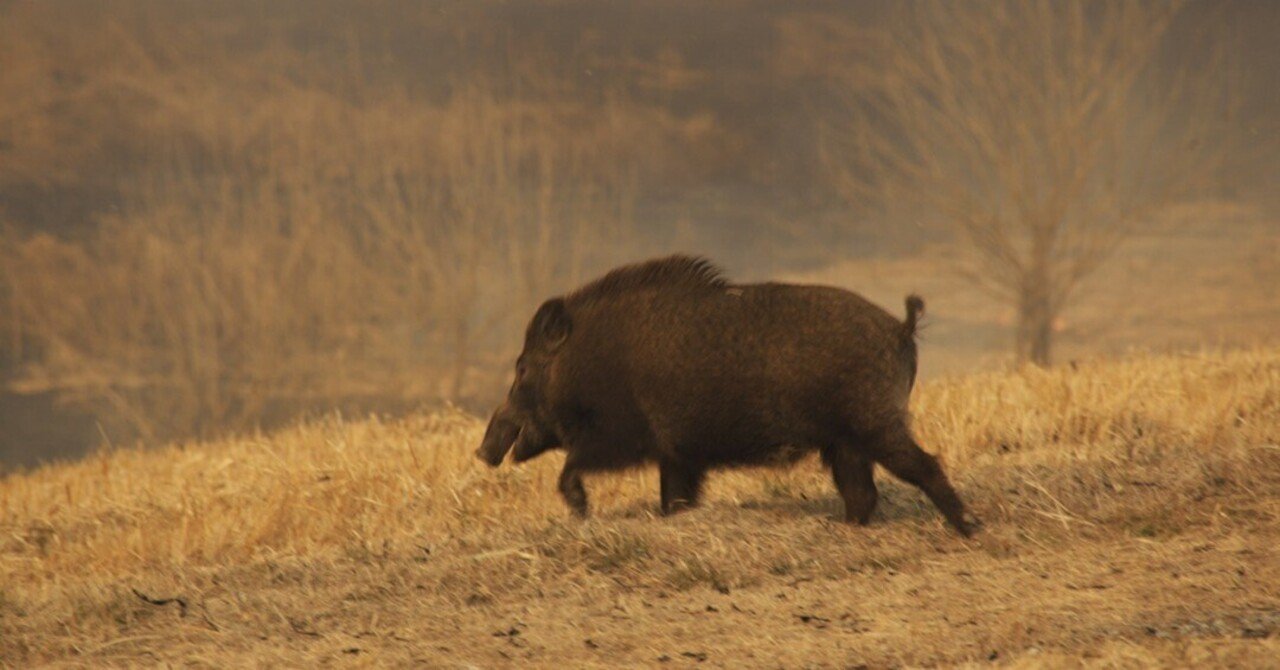 ヤバい！イノシシが来た！｜青木豊｜写真家・ストームチェイサー, image size:1280x670