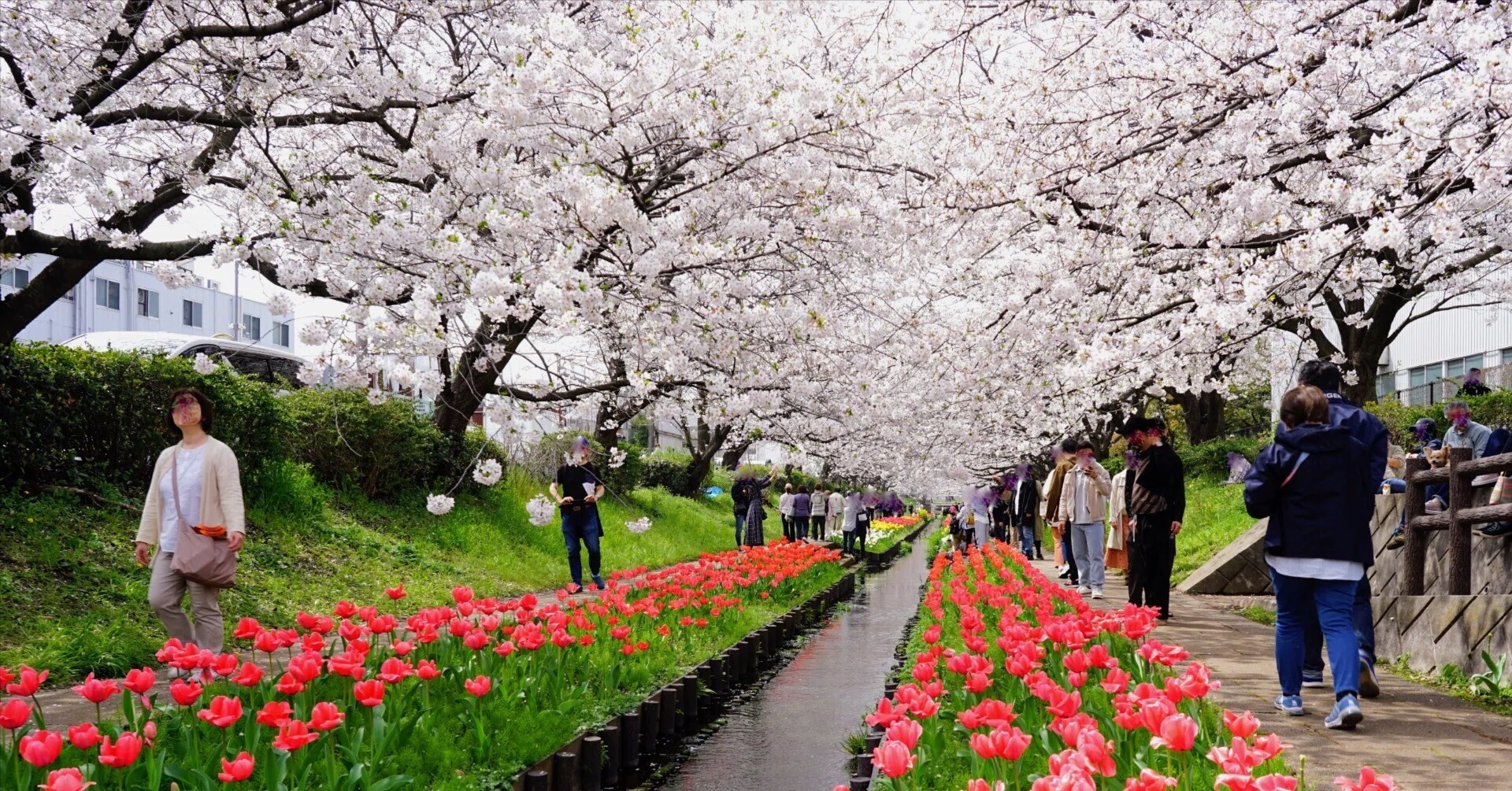 春のお花見ウォーキング〜鶴見川・江川せせらぎ緑道の桜を楽しもう