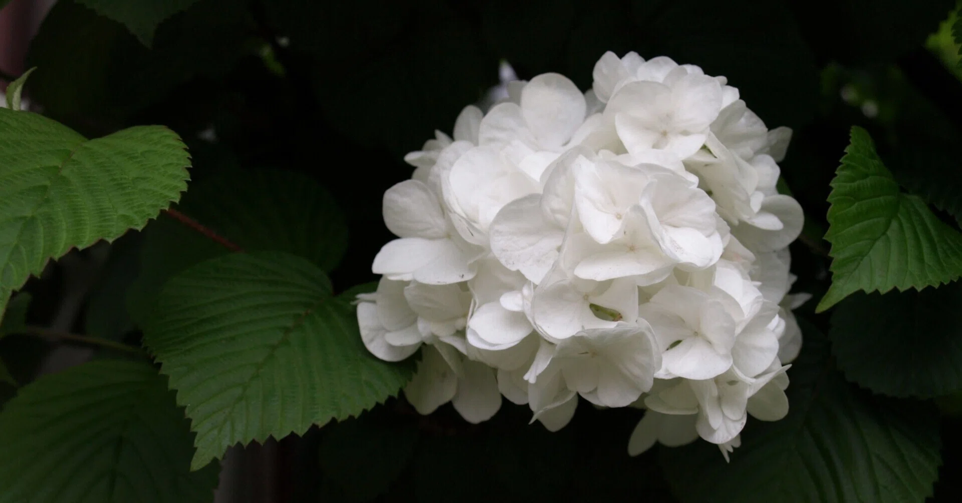虫を呼ぶ花のデザイン vol.1 そうだ白くしよう｜瀬戸 裕紀