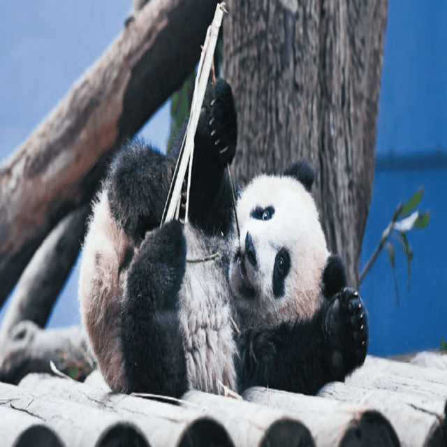 3月26日『日本＆中国で愛されるお姫さま 熊猫シャンシャン』発売