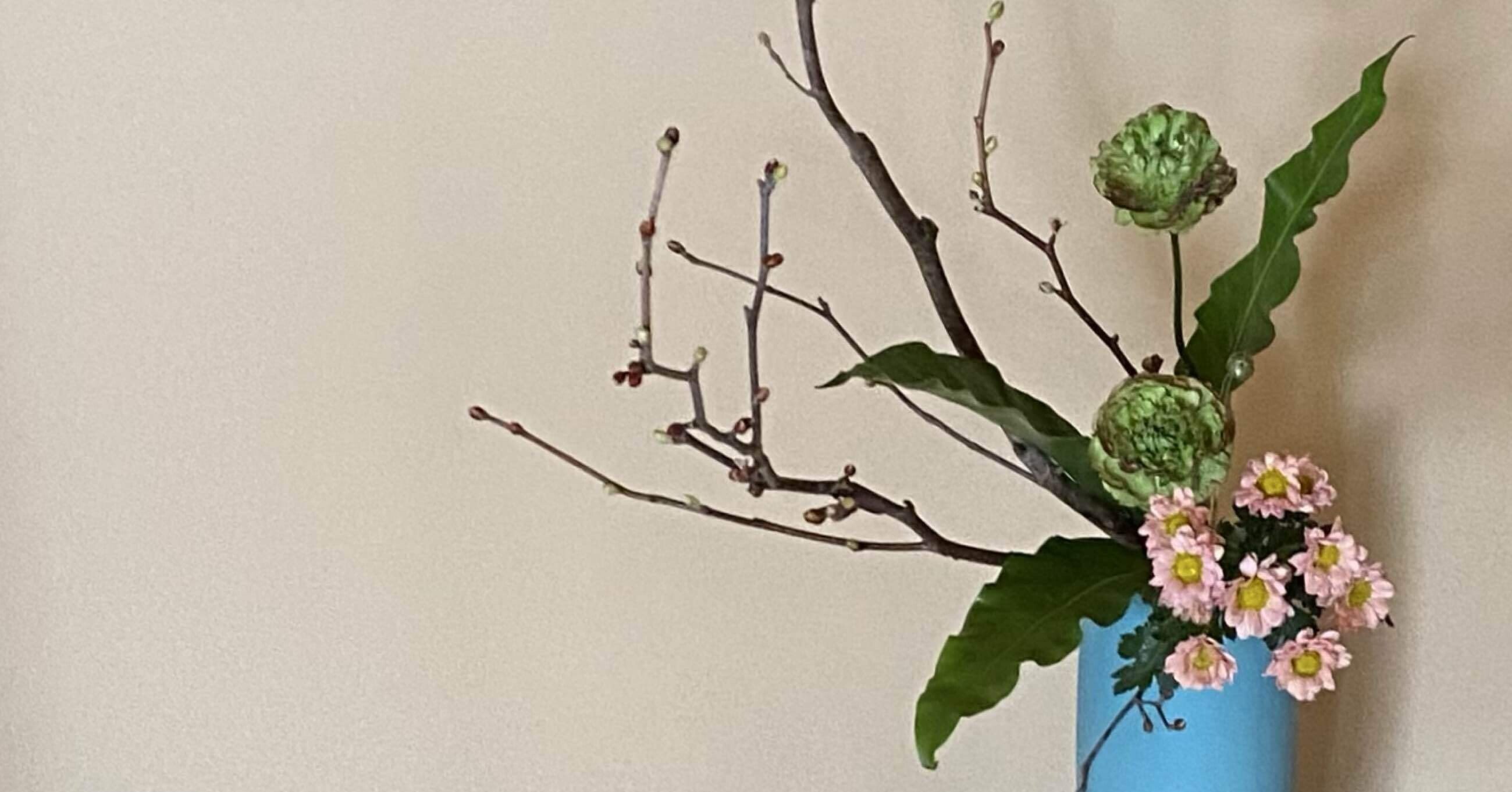 月が注ぐ花 楽天市場】2025年5月上旬開花 オオベニウツギ 苗木 プラ鉢入り 大紅空