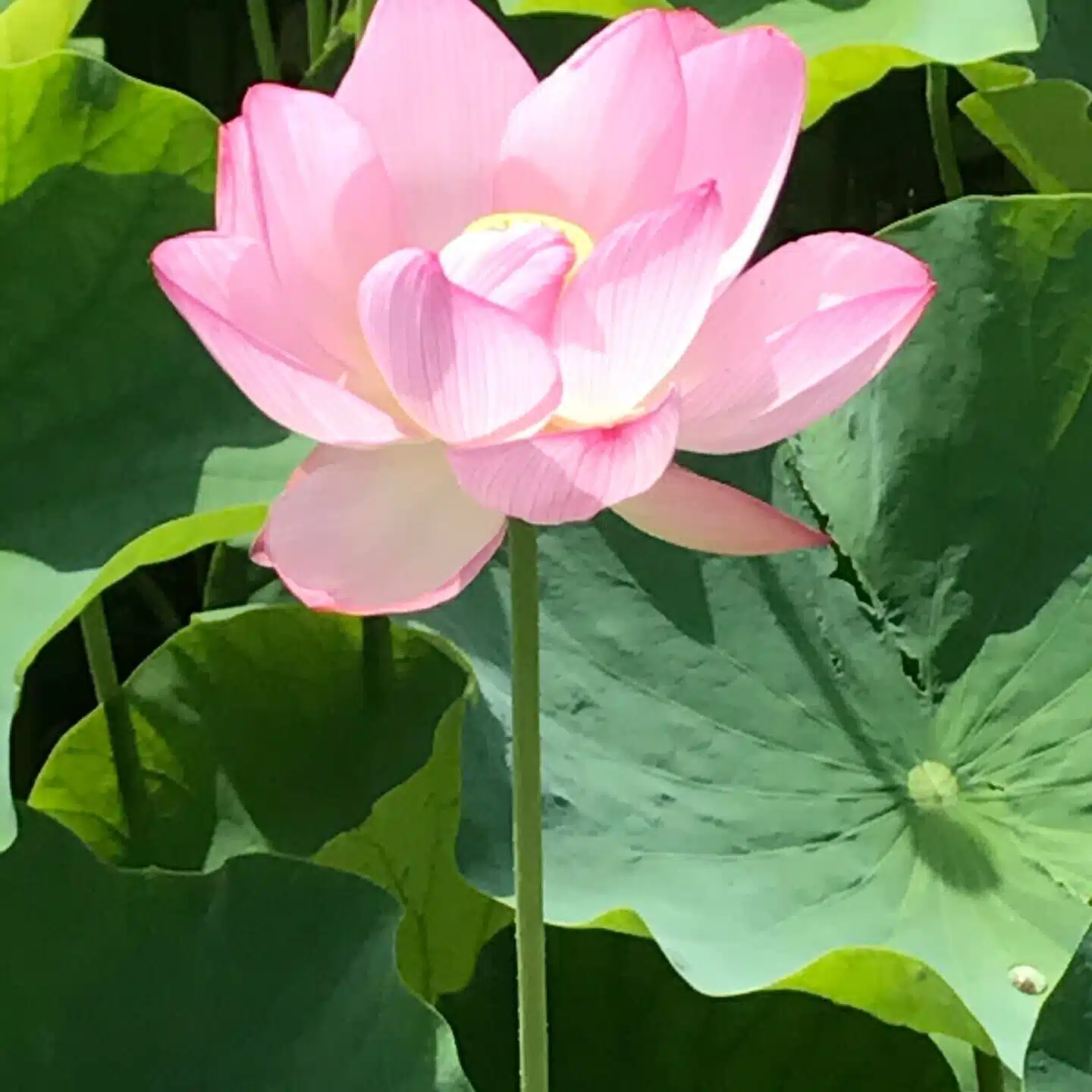 fair_tulip264