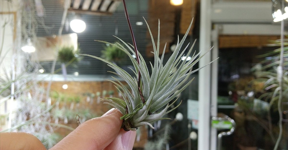 チランジア入荷リスト2/18｜NatureGarden🌿神田