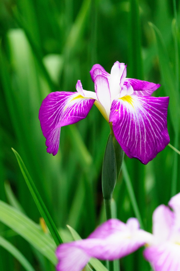 #写真 #花 #花写真 #フォト #ミラーレス #写真好きな人と繋がりたい #ファインダー越しの私の世界 #拡散希望 #ＮＥＸ６ #花菖蒲