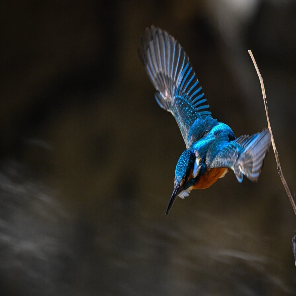 超望遠の世界観：鳥撮りっていったい何mm必要なのさっ！！｜栗きんとん