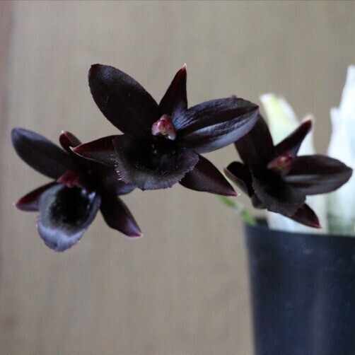 パキポディウム（グラキリス×ホロンベンセ）の成長日誌2 2025年2/18