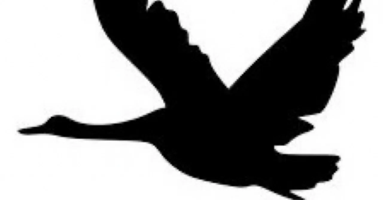 最新｜「寿命が長い」「脳が小さいのに知能が高い」「肥満がほとんどない」…「鳥」が持っているすごい才能の「秘密」