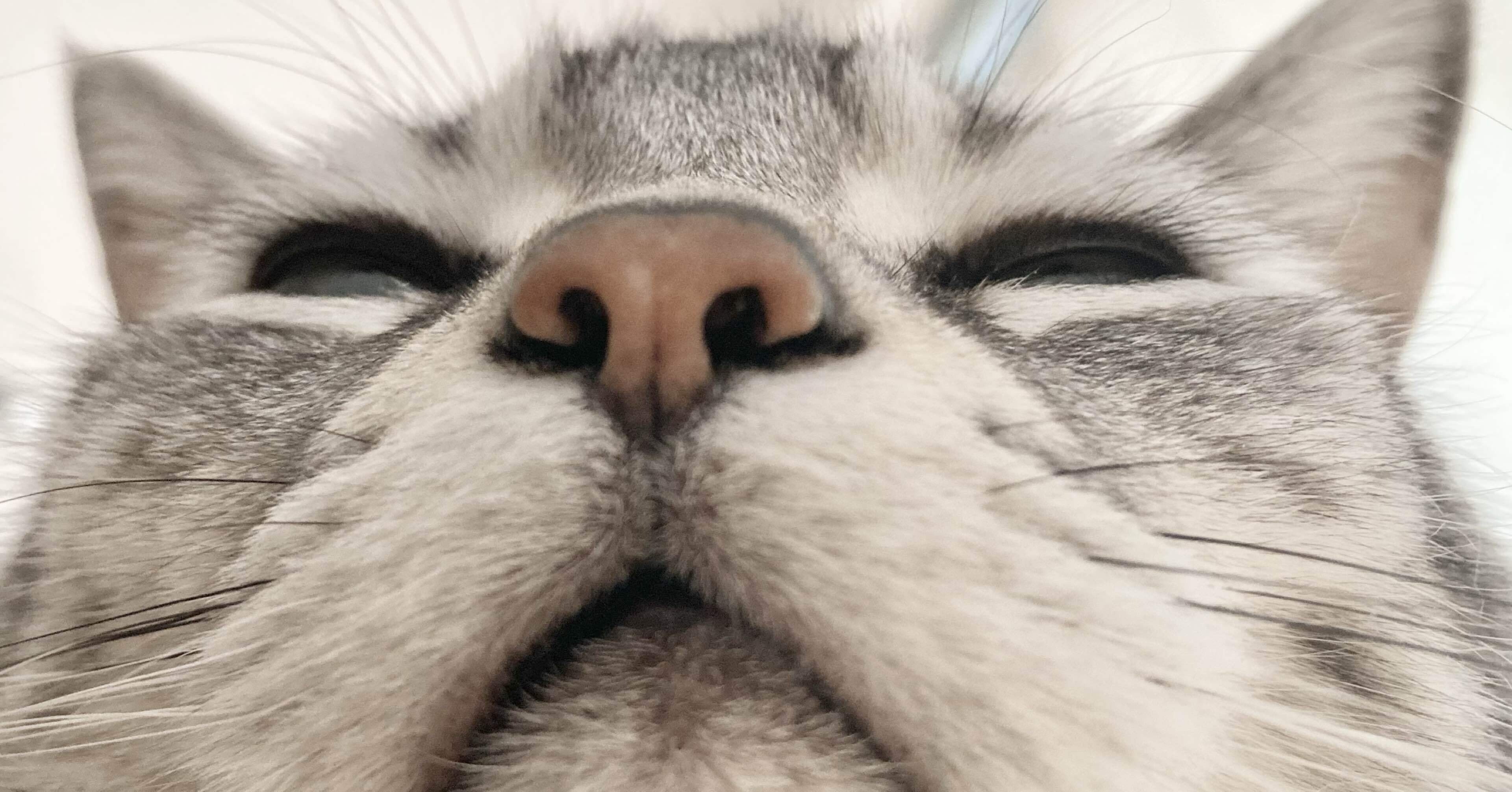 猫のまつ毛｜福太郎