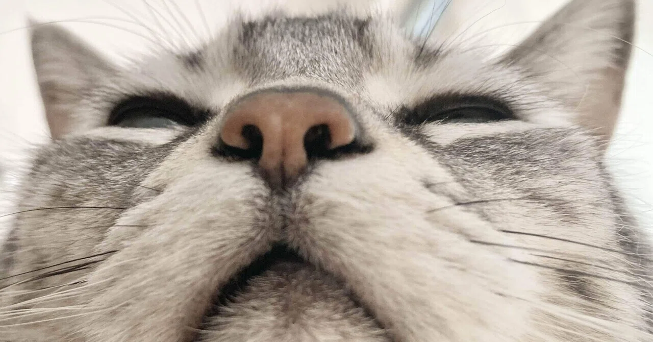 猫のまつ毛｜福太郎