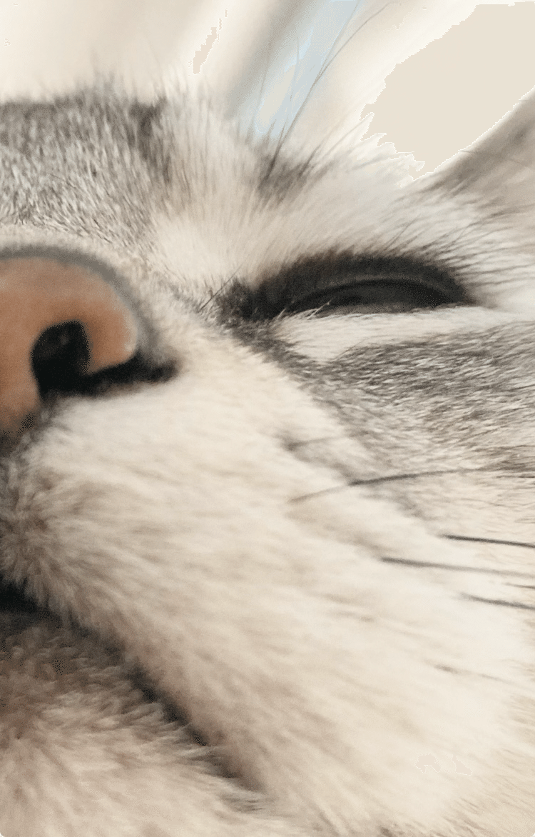 猫のまつ毛｜福太郎