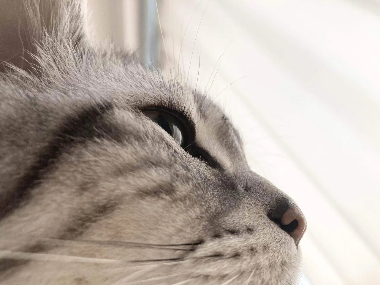猫のまつ毛｜福太郎